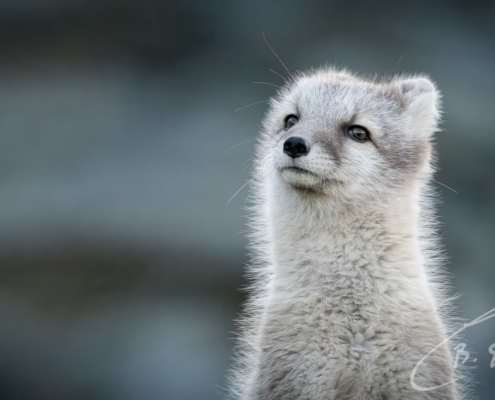 Disapproving fox