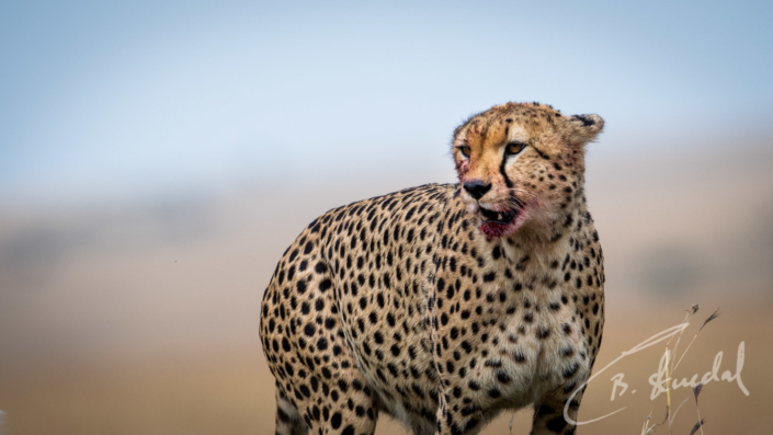 Cheetah in pastel