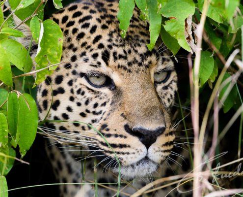 Leopard hunt