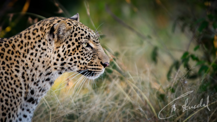 Leopard side profile