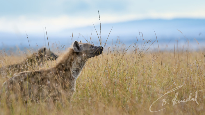 Dramatic hyenas