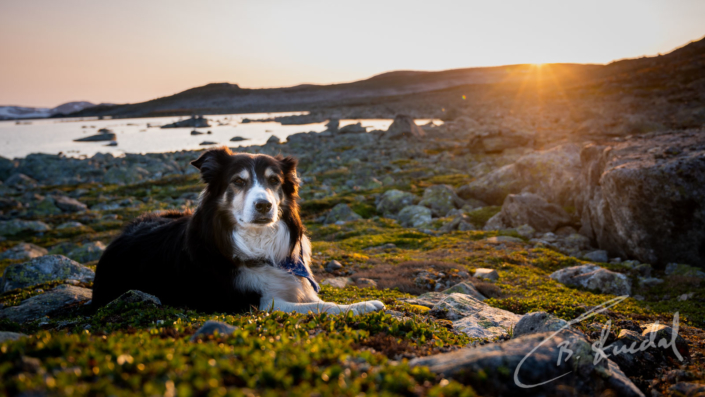 Dog in mountain sunset