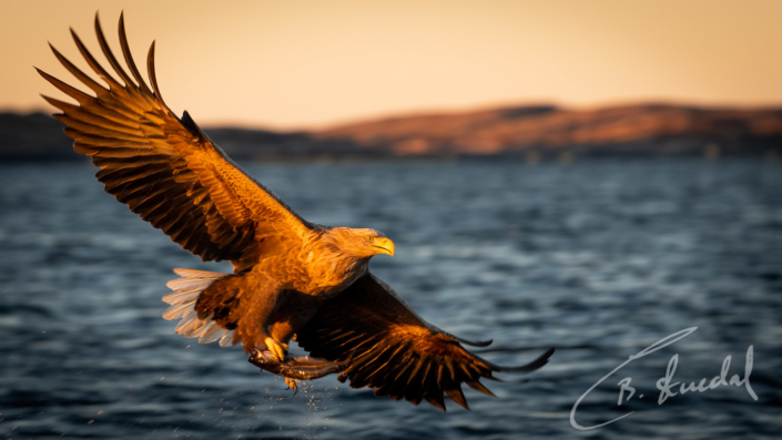 White-tailed eagle in gold