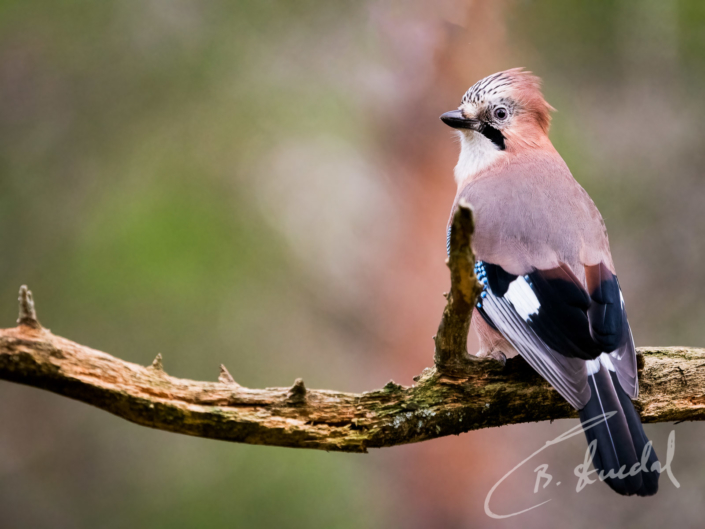 Eurasian Jay in copper and green
