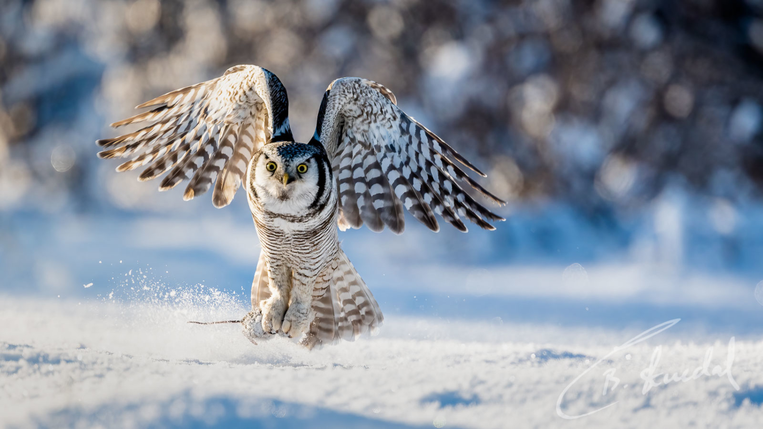 Nordic Wildlife – Cecilie Bergan Stuedal Photography